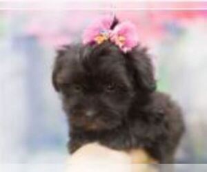 Havanese Puppy for sale in ROXBORO, NC, USA