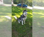 Small Photo #6 Siberian Husky Puppy For Sale in CENTERVILLE, NC, USA