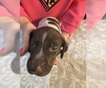 Puppy Green collar German Shorthaired Pointer
