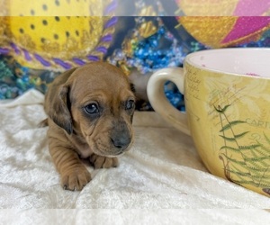 Dachshund Puppy for sale in CASSVILLE, MO, USA