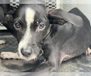 Mutt Dogs for adoption in Bakersfield, CA, USA