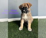 Small #3 German Shepherd Dog
