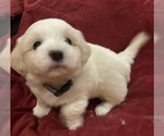 Small #1 Coton de Tulear