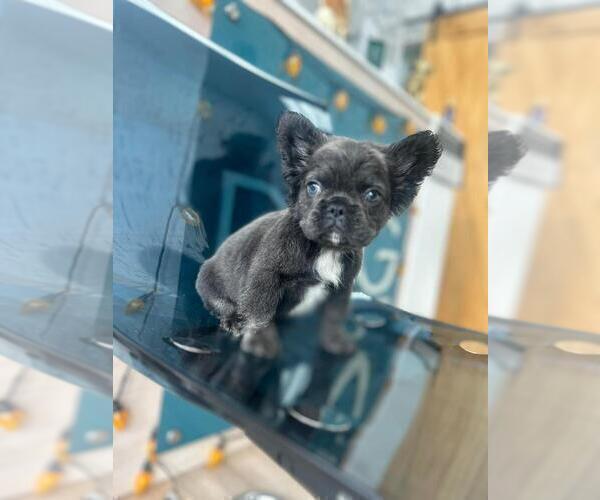 Medium Photo #5 French Bulldog Puppy For Sale in MEMPHIS, TN, USA