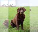 Small Photo #1 Labrador Retriever Puppy For Sale in MORGANTOWN, PA, USA