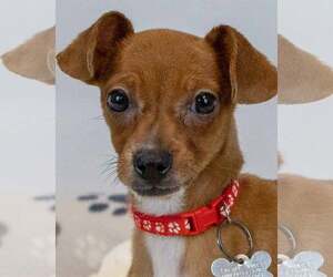 Jack Chi Dogs for adoption in Kennesaw, GA, USA