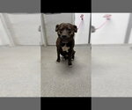 Small American Staffordshire Terrier Mix