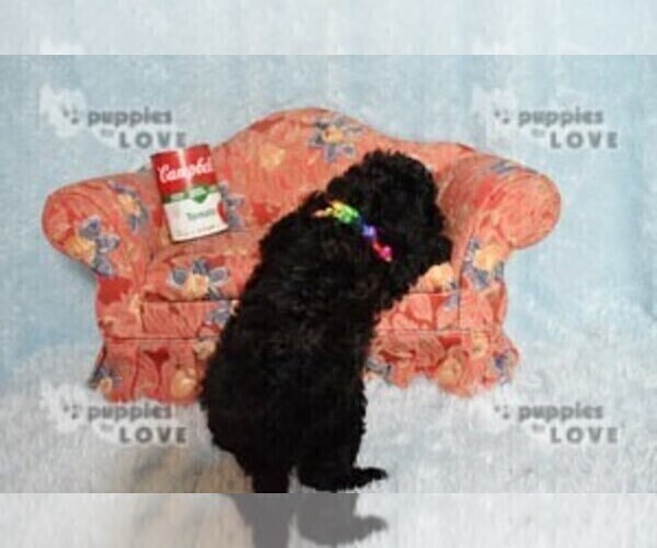 Medium Photo #14 Poodle (Toy) Puppy For Sale in SANGER, TX, USA