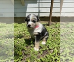 Small Photo #5 Australian Shepherd-German Shepherd Dog Mix Puppy For Sale in GRANDVIEW, TX, USA