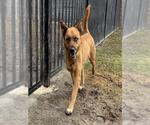 LUNA MOON - Female Gerberian Shepsky Dog for Adoption - Small photo
