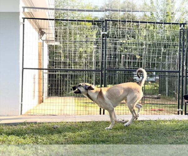 Medium Photo #4 Anatolian Shepherd-Rhodesian Ridgeback Mix Puppy For Sale in Higley, AZ, USA