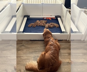 Mother of the Golden Retriever puppies born on 10/19/2025