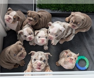 Bulldog Puppy for Sale in MARIETTA, Georgia USA