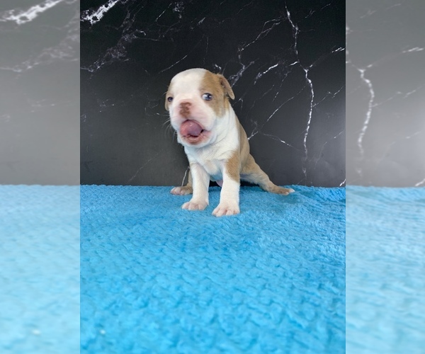 Medium Photo #7 Boston Terrier Puppy For Sale in TULARE, CA, USA