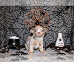 Puppy Horton Chihuahua