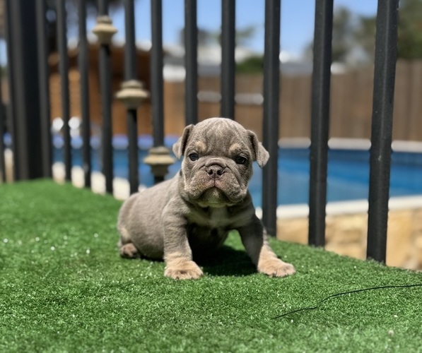 Medium Photo #2 English Bulldog Puppy For Sale in BEVERLY HILLS, CA, USA