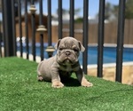 Small #1 English Bulldog