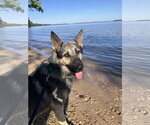 Small #2 German Shepherd Dog