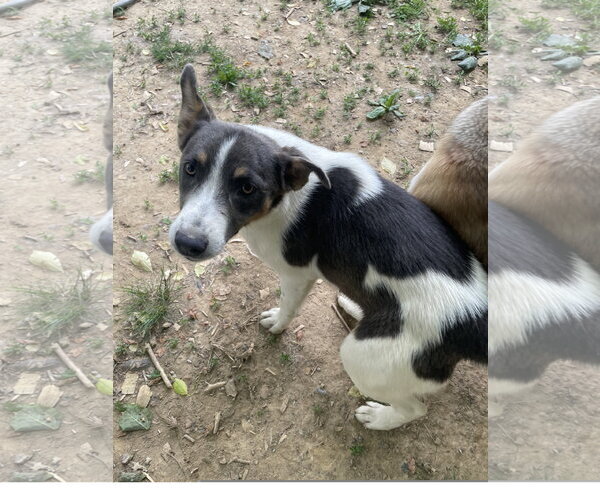 Medium Photo #3 Mutt Puppy For Sale in Tracy City, TN, USA