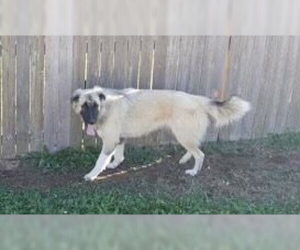 Medium Photo #1 German Shepherd Dog-Great Pyrenees Mix Puppy For Sale in Norman, OK, USA