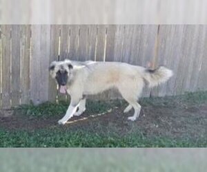 German Shepherd Dog-Great Pyrenees Mix Dogs for adoption in Norman, OK, USA