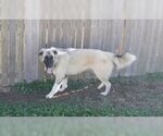 Small Photo #1 German Shepherd Dog-Great Pyrenees Mix Puppy For Sale in Norman, OK, USA