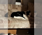 Small #4 Border Collie