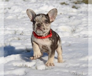 French Bulldog Puppy for sale in FRESNO, OH, USA