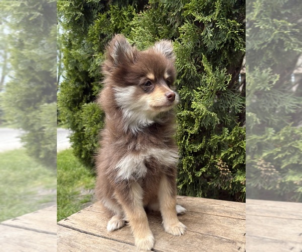 Medium Photo #2 Pomeranian Puppy For Sale in MIDDLEBURY, IN, USA