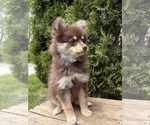 Small #1 Pomeranian