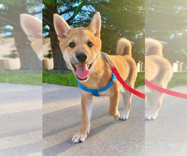Medium Photo #1 Shiba Inu Puppy For Sale in COLORADO SPRINGS, CO, USA