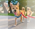 Small Photo #1 Shiba Inu Puppy For Sale in COLORADO SPRINGS, CO, USA