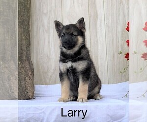 Norwegian Elkhound-Siberian Husky Mix Puppy for sale in FREDERICKSBG, OH, USA