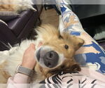Small #1 Collie