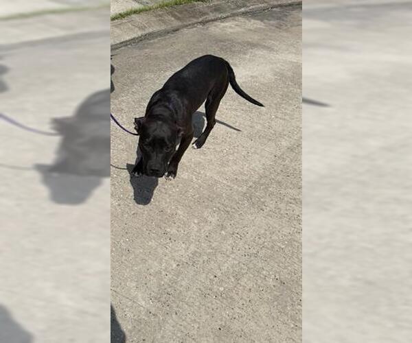 Medium Photo #1 Staffordshire Bull Terrier Puppy For Sale in Houston, TX, USA