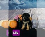 Small Photo #178 German Shepherd Dog Puppy For Sale in LA FAYETTE, NY, USA