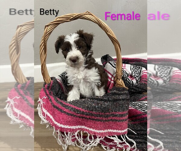 Medium Photo #1 Aussiedoodle Puppy For Sale in PIMA, AZ, USA