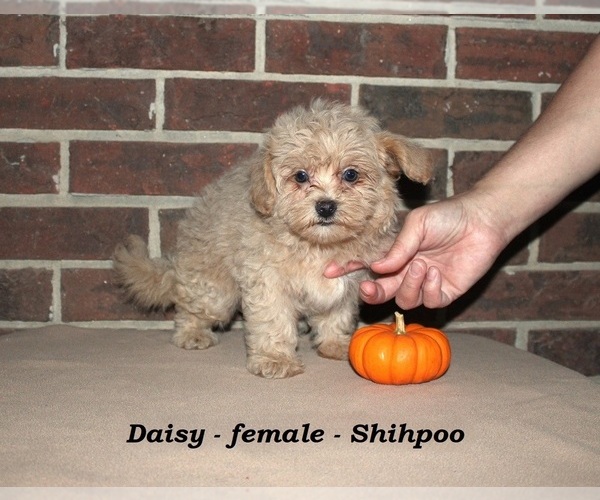 Medium Photo #1 ShihPoo Puppy For Sale in CLARKRANGE, TN, USA