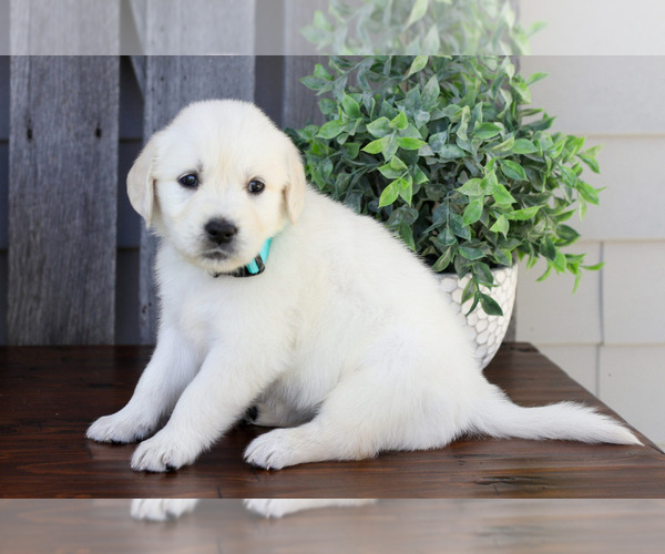 Medium Photo #1 English Cream Golden Retriever Puppy For Sale in NAPPANEE, IN, USA