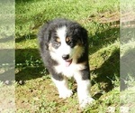 Small Photo #3 Australian Shepherd Puppy For Sale in EDDYVILLE, KY, USA