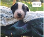 Puppy Rocky Aussiedoodle Miniature