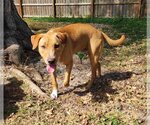 Small Photo #5 Labrador Retriever-Unknown Mix Puppy For Sale in Tampa, FL, USA