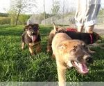 Small Photo #4 German Shepherd Dog Puppy For Sale in CORINTH, KY, USA