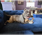 Small #2 Bulldog Mix