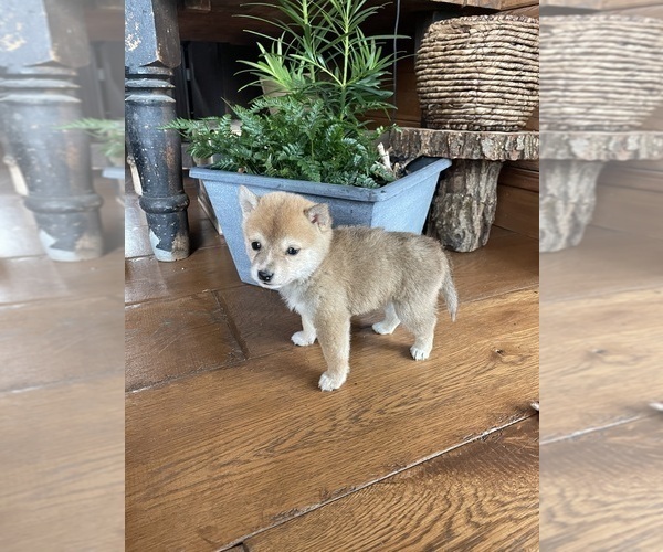 Medium Photo #10 Shiba Inu Puppy For Sale in SCHUYLKILL HAVEN, PA, USA