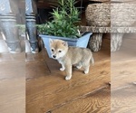 Small #2 Shiba Inu