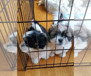 Lhasa Apso Puppy for sale in MIDDLETOWN, CT, USA