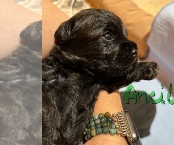 Medium Photo #32 Poocan Puppy For Sale in FAIR OAKS, CA, USA