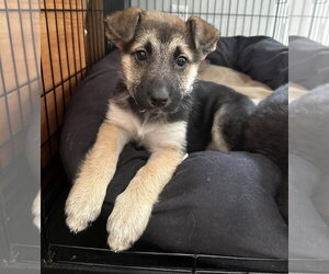 Lilly - Female Shepradors Dog for Adoption - Photo #2