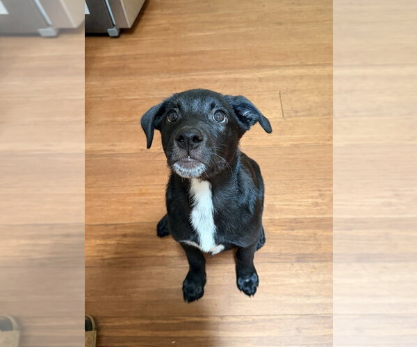 Medium Photo #11 Shepweiller Puppy For Sale in Raleigh, NC, USA